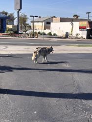 Found/Stray Unknown Dog last seen 35th ave, San Diego, CA 92113