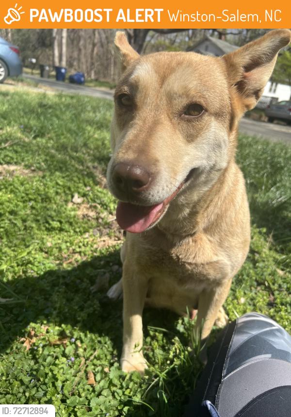 Found/Stray Female Dog last seen Clemmonsville Rd / Konnoak , Winston-Salem, NC 27127
