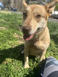 Found/Stray Female Dog last seen Clemmonsville Rd / Konnoak , Winston-Salem, NC 27127