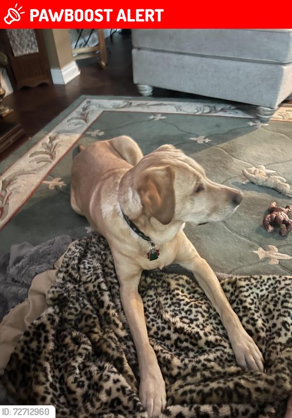 Lost Male Dog last seen Harvey lake and kingsway , Highland Township, MI 48356