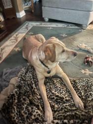 Lost Male Dog last seen Harvey lake and kingsway , Highland Township, MI 48356