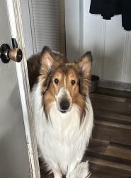 Lost Male Dog last seen Near and Neil East Rd, Paint Township, OH 43140