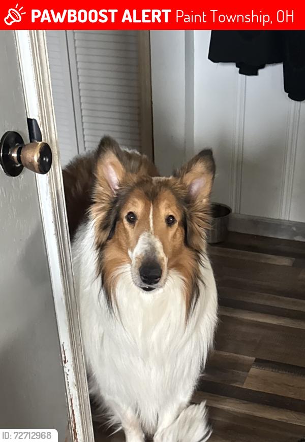 Lost Male Dog last seen Near and Neil East Rd, Paint Township, OH 43140