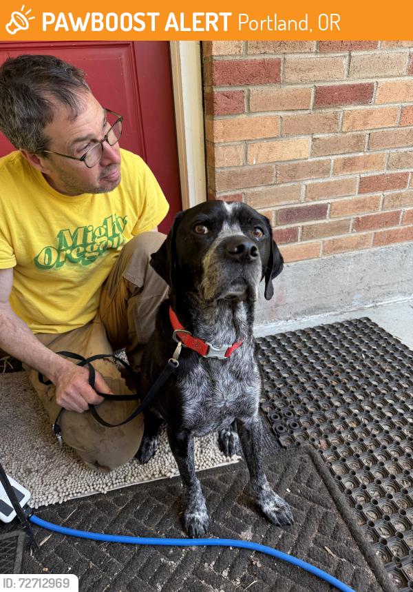 Found/Stray Male Dog last seen Near SE Stark st, Portland, OR 97215