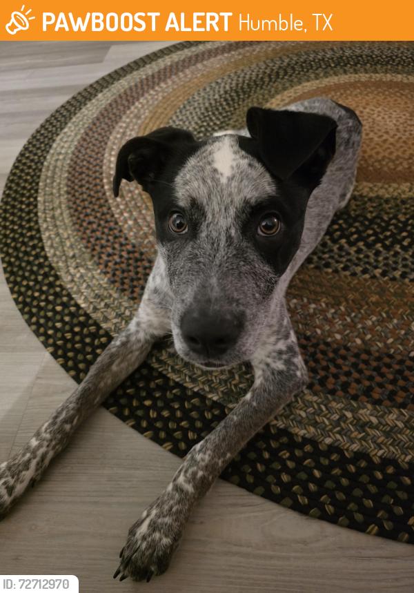 Found/Stray Male Dog last seen Near Atascocita Road , Humble, TX 77396