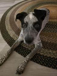 Found/Stray Male Dog last seen Near Atascocita Road , Humble, TX 77396