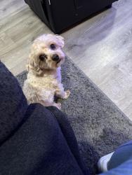 Lost Male Dog last seen Harrah Town Park, Harrah, WA 98933