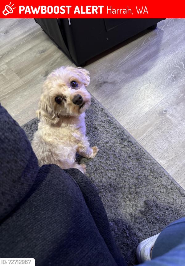 Lost Male Dog last seen Harrah Town Park, Harrah, WA 98933