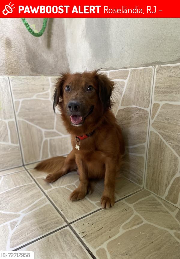 Lost Male Dog last seen Rua Vereador Rui Andrade, Rua Sebastião Chaves, Roselândia, RJ 27338-310