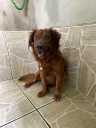 Lost Male Dog last seen Rua Vereador Rui Andrade, Rua Sebastião Chaves, Roselândia, RJ 27338-310
