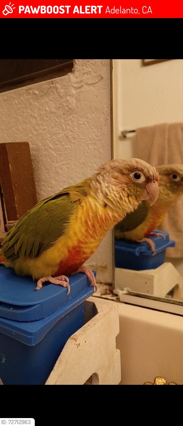 Lost Unknown Bird last seen Verbena rd and Pershing Drive in Adelanto , Adelanto, CA 92301