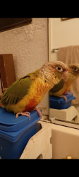 Lost Unknown Bird last seen Verbena rd and Pershing Drive in Adelanto , Adelanto, CA 92301