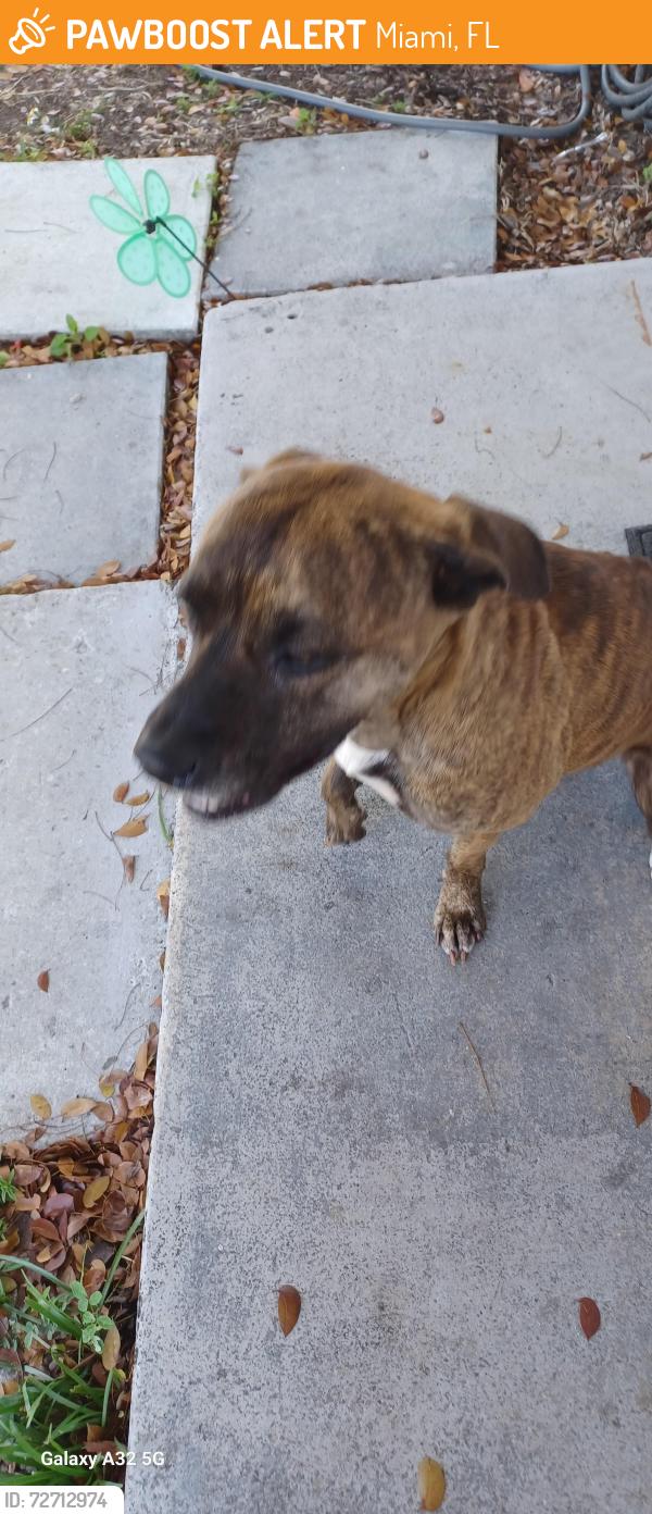 Found/Stray Female Dog last seen Village green elementary school , Miami, FL 33175