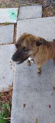 Found/Stray Female Dog last seen Village green elementary school , Miami, FL 33175