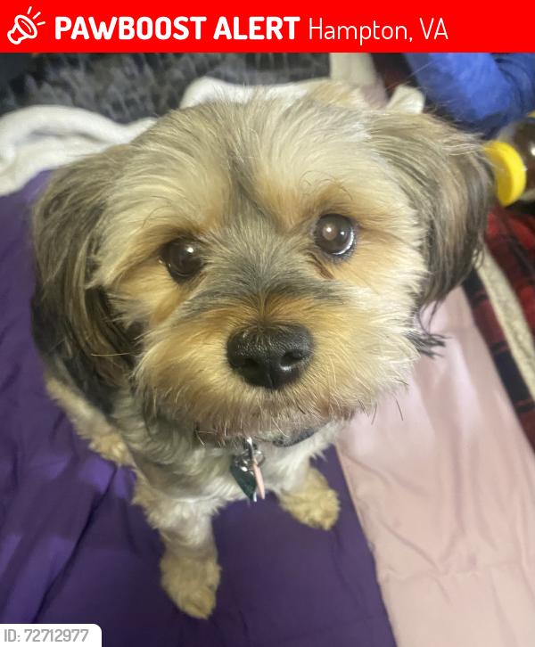 Lost Female Dog last seen Hunlac Avenue and North Fifth Street Hampton, VA, Hampton, VA 23664