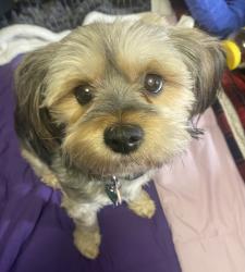 Lost Female Dog last seen Hunlac Avenue and North Fifth Street Hampton, VA, Hampton, VA 23664