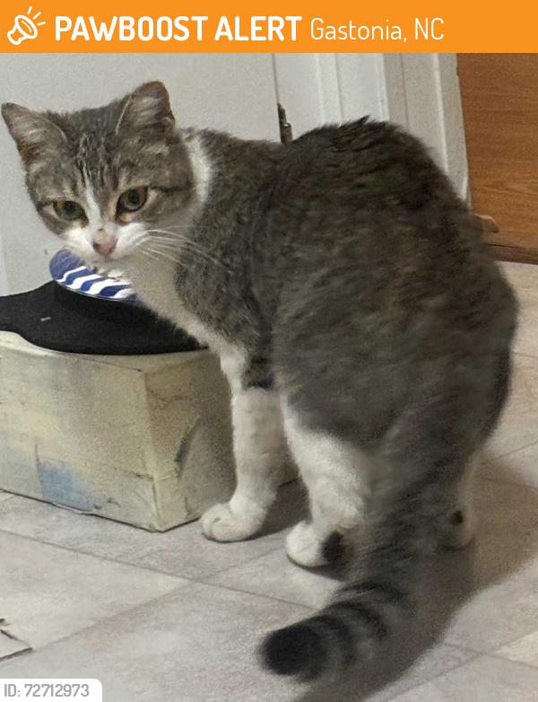 Found/Stray Female Cat last seen Forington Lane, Gastonia, NC 28056, Gastonia, NC 28056