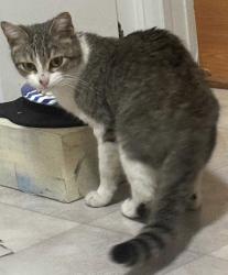 Found/Stray Female Cat last seen Forington Lane, Gastonia, NC 28056, Gastonia, NC 28056