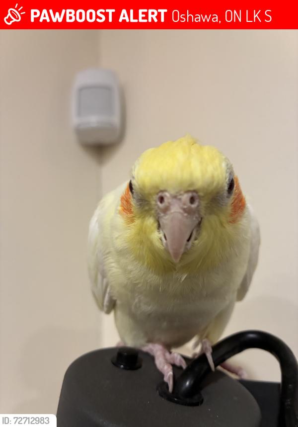 Lost Female Bird last seen Near Harmony rd north / corbetts patk, Oshawa, ON L1K 1S2