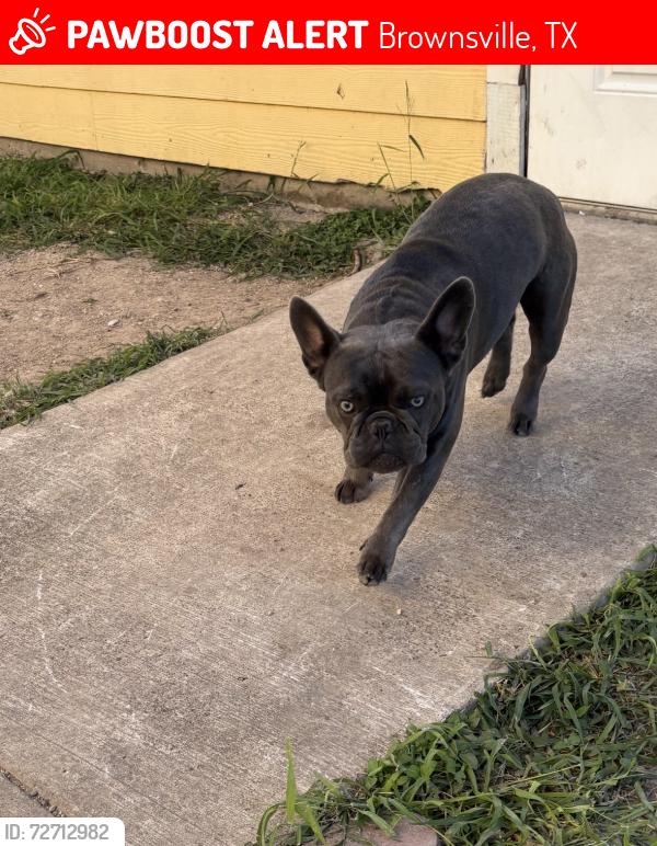 Lost Male Dog last seen Heritage place , Brownsville, TX 78520