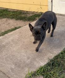Lost Male Dog last seen Heritage place , Brownsville, TX 78520