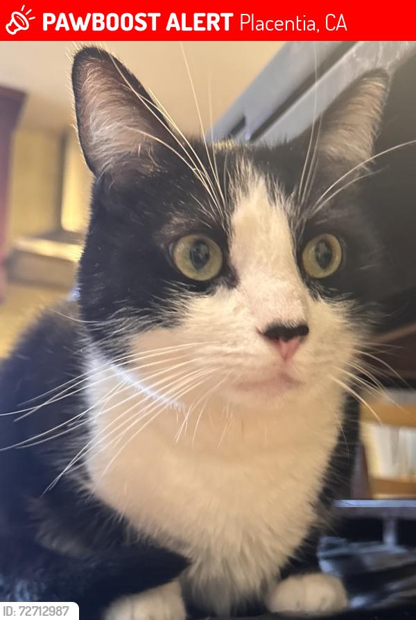 Lost Male Cat last seen Chapman and Meledy, Placentia, CA 92870