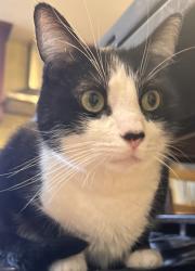 Lost Male Cat last seen Chapman and Meledy, Placentia, CA 92870