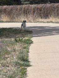 Found/Stray Unknown Dog last seen Sighted behind the first presbyterian church in the sugar creek neighborhood, Brighton, CO 80601
