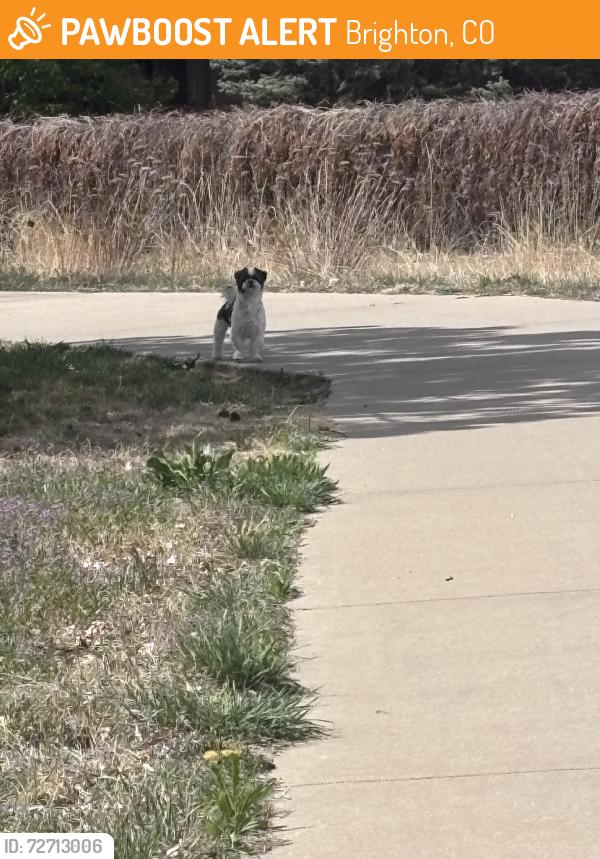 Found/Stray Unknown Dog last seen Sighted behind the first presbyterian church in the sugar creek neighborhood, Brighton, CO 80601