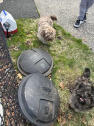 Found/Stray Unknown Dog last seen Burlington Rd (Allwood, Clifton), Clifton, NJ 07012