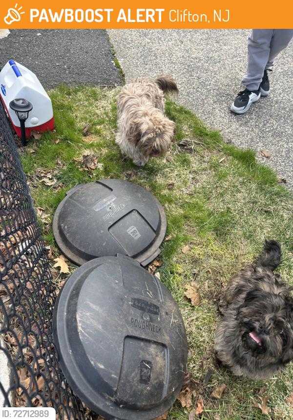 Found/Stray Unknown Dog last seen Burlington Rd (Allwood, Clifton), Clifton, NJ 07012