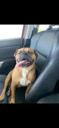 Lost Male Dog last seen Near Macewan valley rd NW, Calgary, AB 