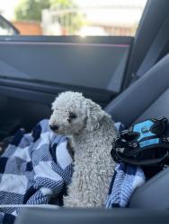 Found/Stray Female Dog last seen Aladdin, Indio, CA 92201
