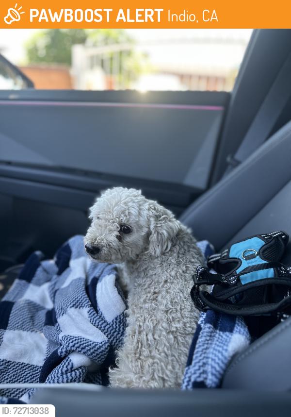 Found/Stray Female Dog last seen Aladdin, Indio, CA 92201