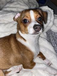 Lost Male Dog last seen Van Buren Ave Toledo ohio, Toledo, OH 43605