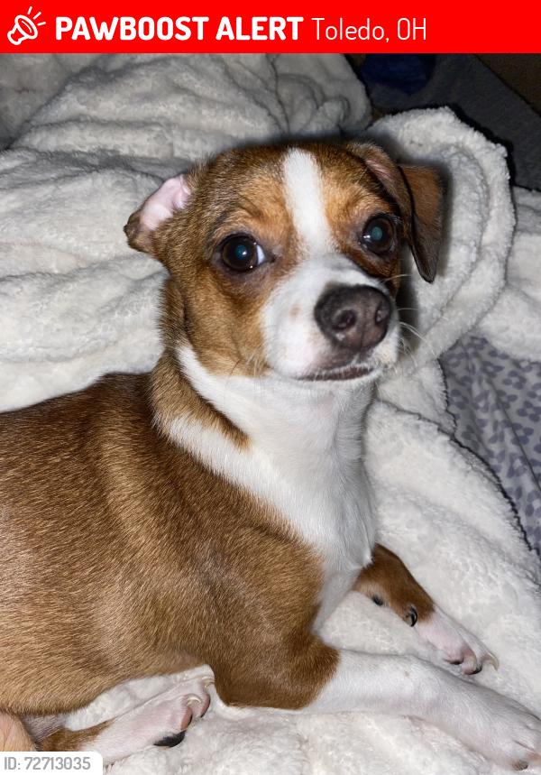 Lost Male Dog last seen Van Buren Ave Toledo ohio, Toledo, OH 43605