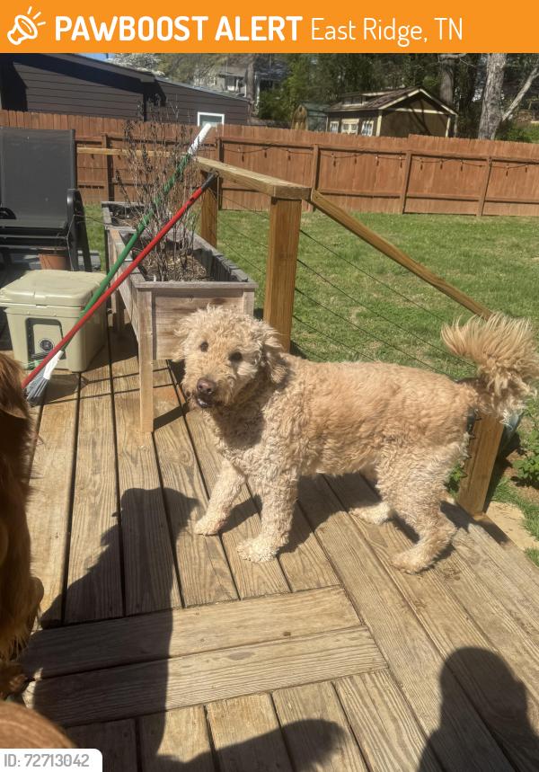 Found/Stray Male Dog last seen State Line Road, East Ridge, TN 37412