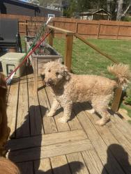 Found/Stray Male Dog last seen State Line Road, East Ridge, TN 37412