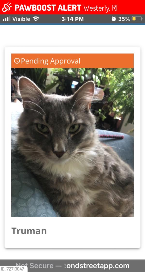 Lost Male Cat last seen Pleasant Street C Street Industrial Drive Friendship, Westerly, RI 02891
