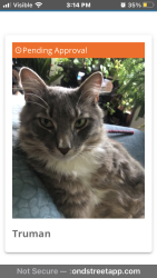 Lost Male Cat last seen Pleasant Street C Street Industrial Drive Friendship, Westerly, RI 02891