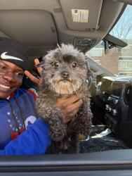 Found/Stray Female Dog last seen Ashton & Willits , Philadelphia, PA 19114