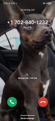 Lost Female Dog last seen Flamingo/ Boulder hwy, Las Vegas, NV 89104