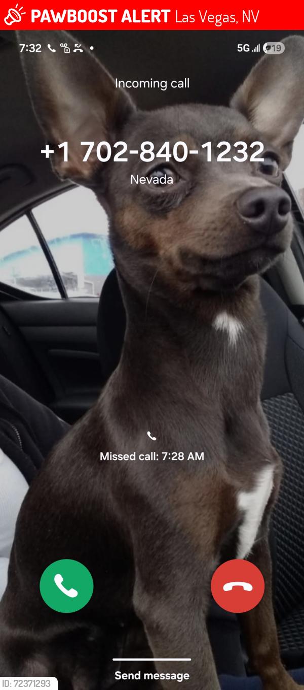 Lost Female Dog last seen Flamingo/ Boulder hwy, Las Vegas, NV 89104