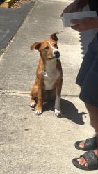 Found/Stray Male Dog last seen Near NE 44th St Oakland Park, FL 33334 United States, Oakland Park, FL 33334
