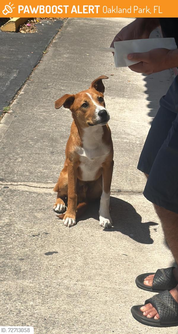 Found/Stray Male Dog last seen Near NE 44th St Oakland Park, FL 33334 United States, Oakland Park, FL 33334