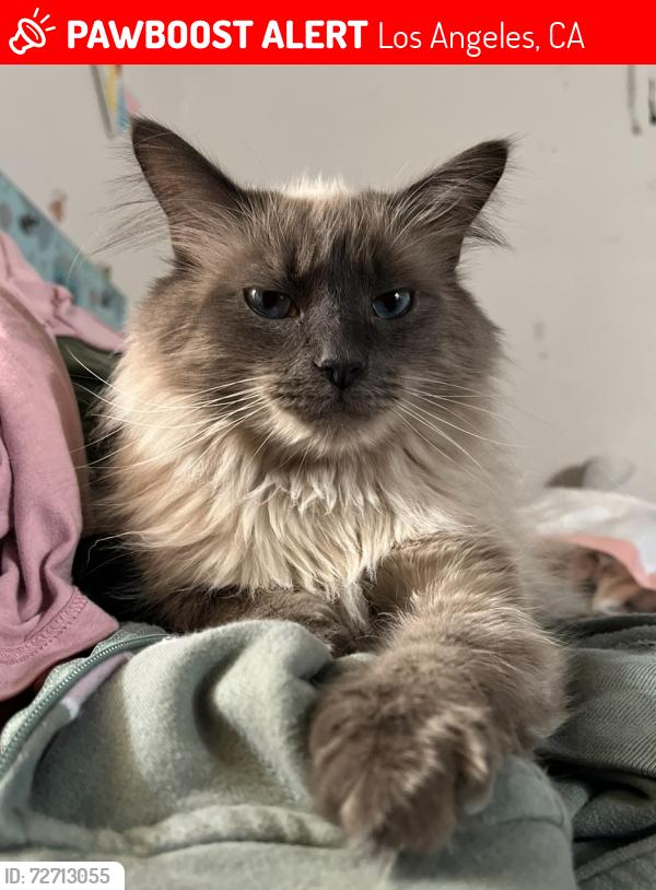 Lost Male Cat last seen Nordhoff and Cedros, Los Angeles, CA 91402