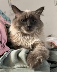 Lost Male Cat last seen Nordhoff and Cedros, Los Angeles, CA 91402