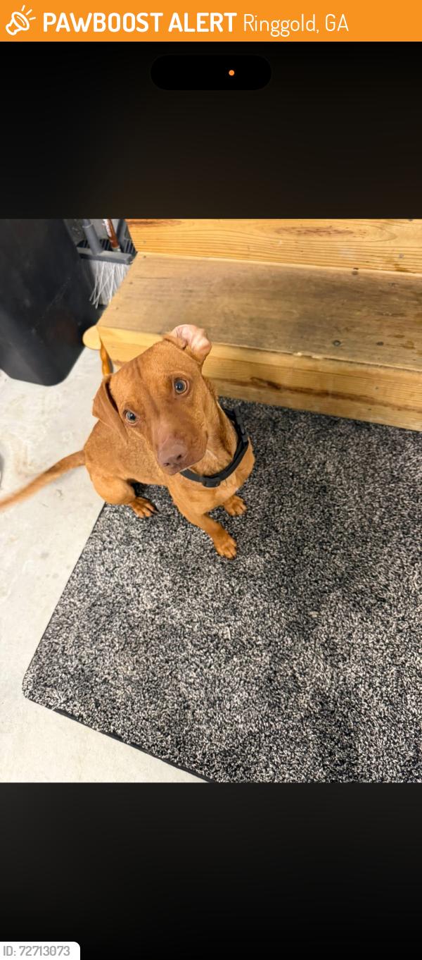 Found/Stray Male Dog last seen N/a, Ringgold, GA 30736