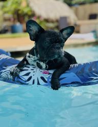 Lost Female Dog last seen East Meyer & Toddville Road, Seabrook, TX 77586