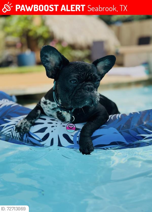 Lost Female Dog last seen East Meyer & Toddville Road, Seabrook, TX 77586